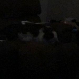 Meet your Posher, Tricia